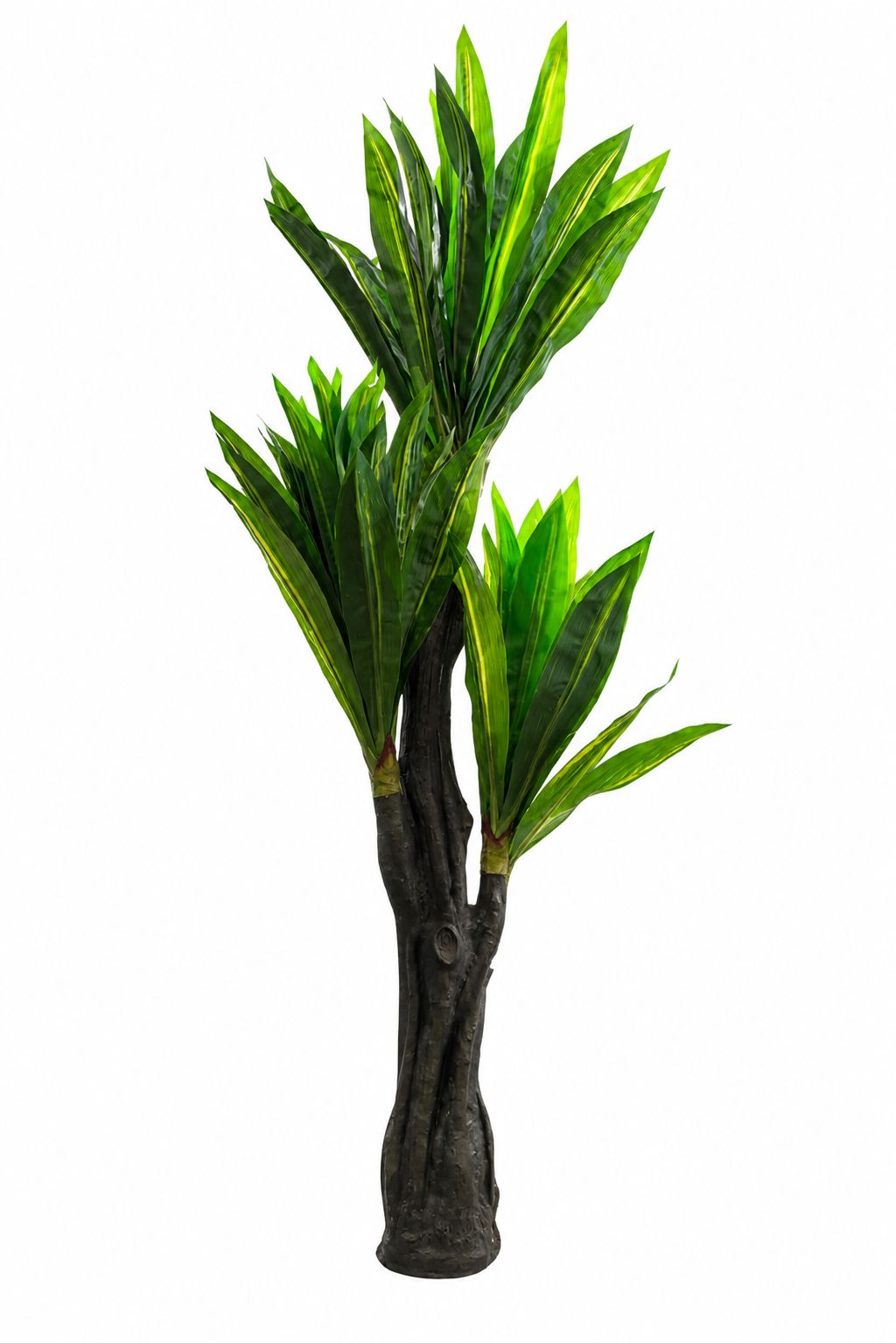Dracaena Floor Plant (160cm)