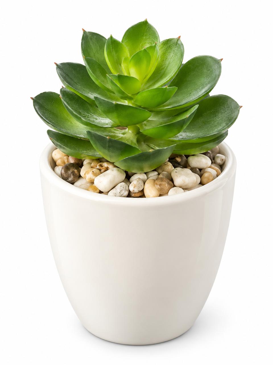 Decorative Green Succulent Plant