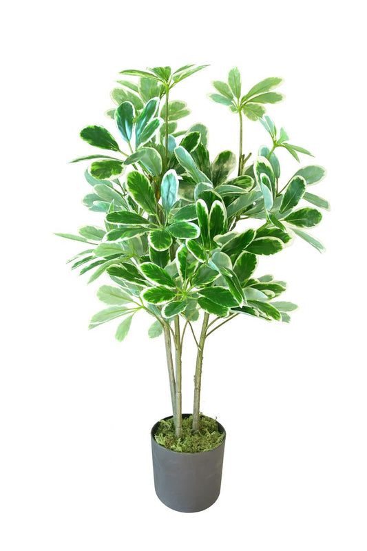 Artificial Schefflera Plant in Black Pot