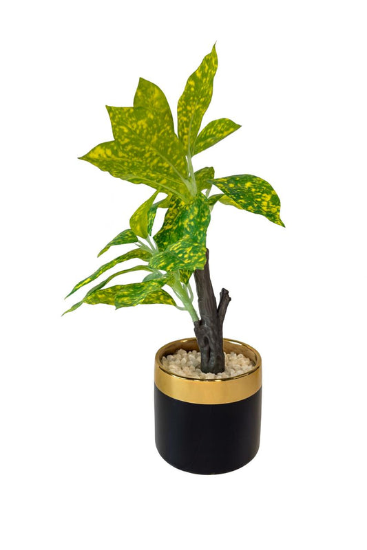 Artificial Aucuba Plant in Black & Gold Pot