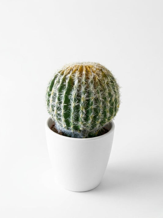 Artificial Cactus Plant in White Decorative Pot