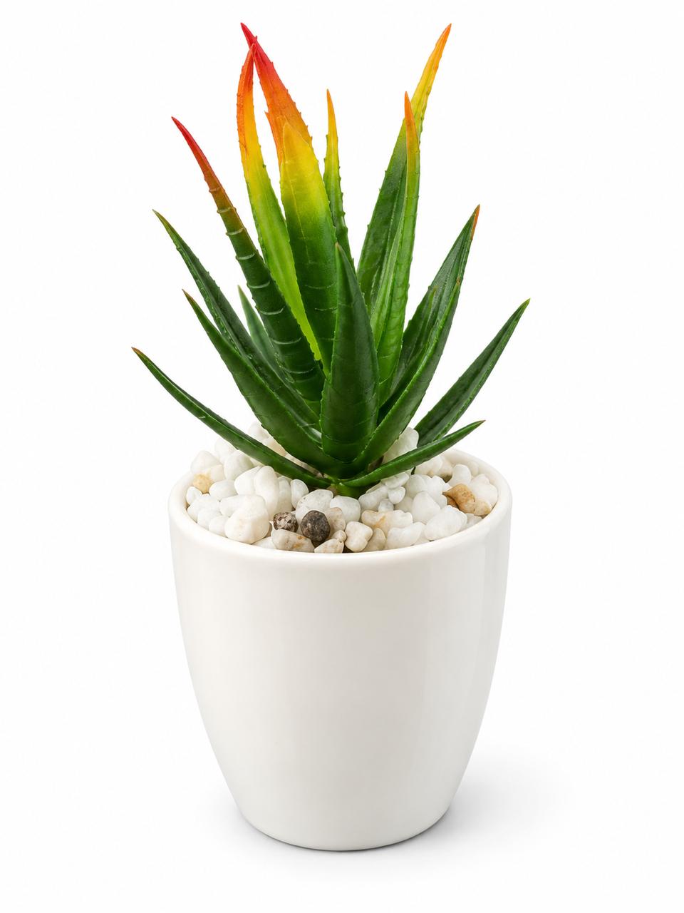 Decorative Aloe Potted Plant