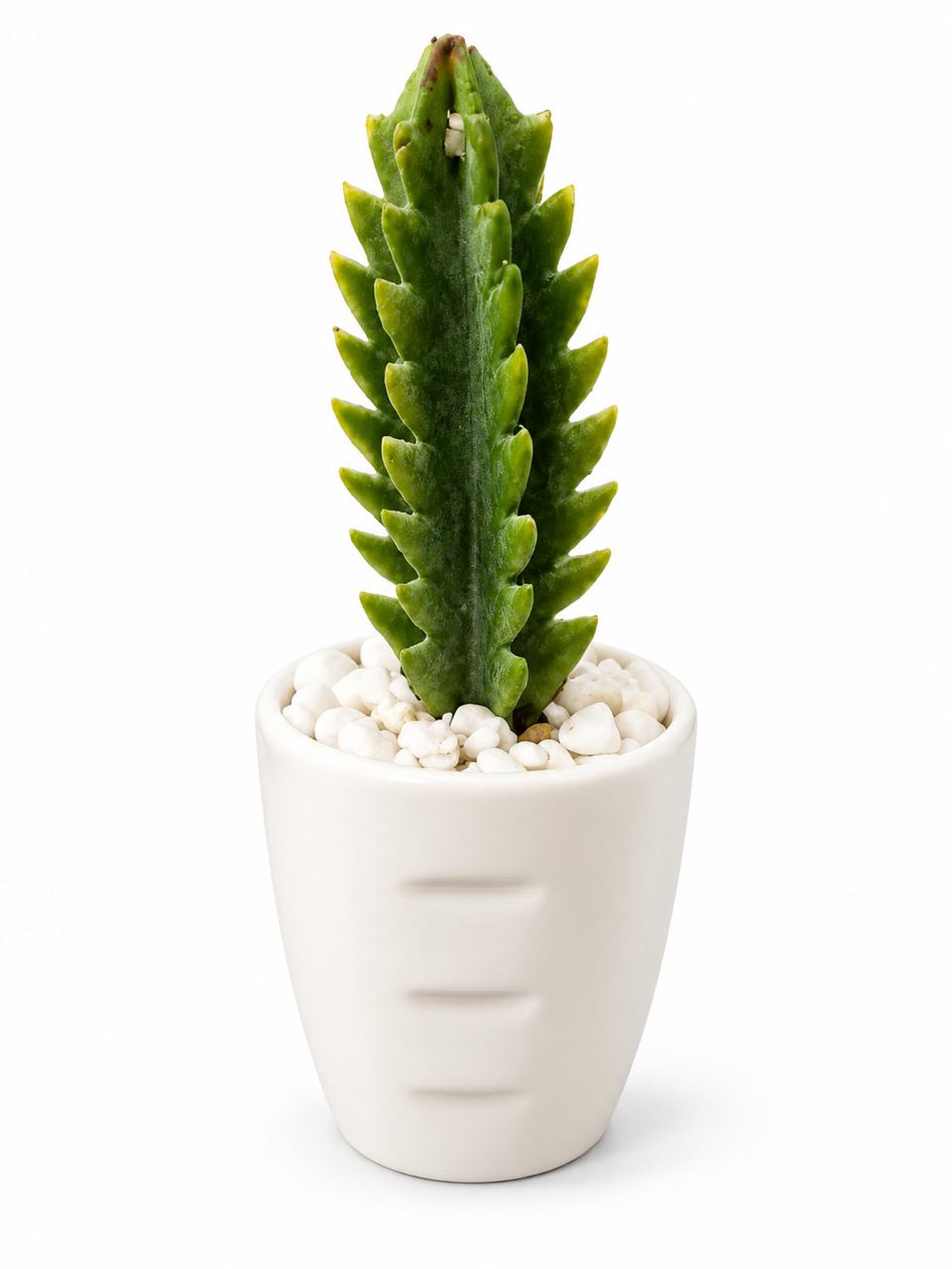 Decorative Cactus Potted Plant