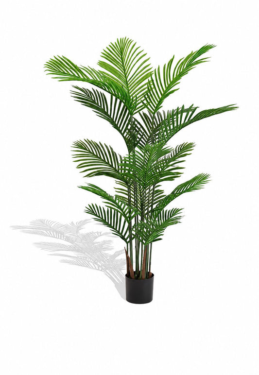 Areca Palm Plant (200cm)
