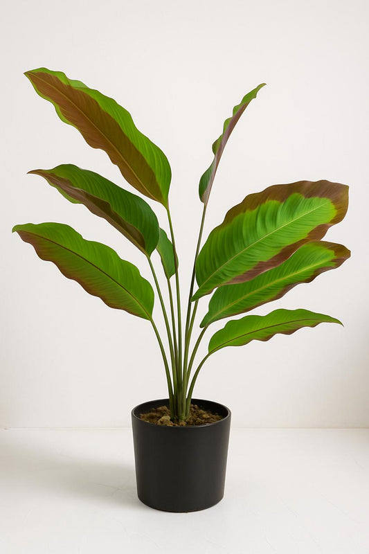 Artificial Calathea Plant in Black Pot